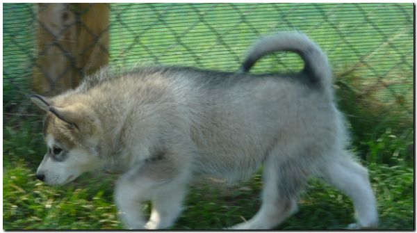 E Wurf 8 Wochen 137.jpg